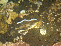 Ophisternon infernale