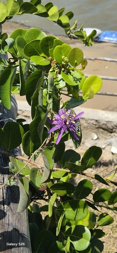Passiflora subrotunda