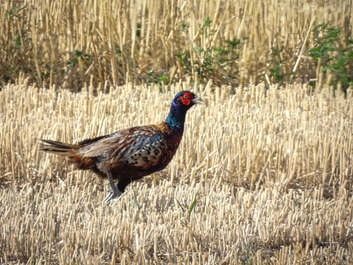 Ring-necked Pheasant