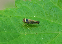 Colladonus montanus reductus