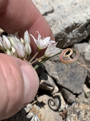 Allium nevadense