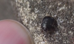 Legnotus limbosus