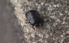 Legnotus limbosus