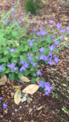 Campanula poscharskyana