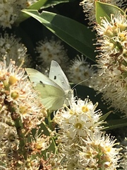 Pieris rapae