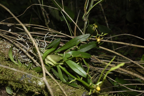 Image of Cyrtochilum meirax by (c) DANIEL ALEJANDRO CHICA BOTERO, some rights reserved (CC BY)