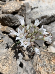 Allium nevadense