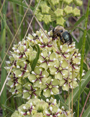 Xylocopa virginica texana