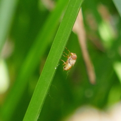Copestylum sexmaculatum