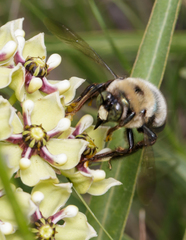 Xylocopa virginica texana