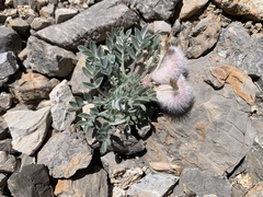 Astragalus newberryi
