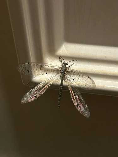 Four-spotted antlion