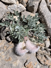 Astragalus newberryi