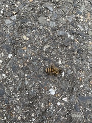 Apis cerana japonica