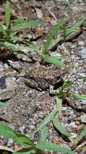 Balearic Green Toad