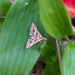 Diasemia accalis