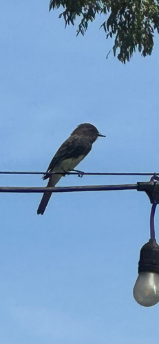 Black Phoebe seen in Sonoma Valley