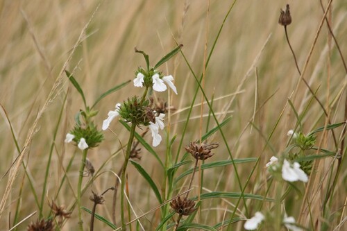 Leucas lavandulifolia observed 2026-08-07