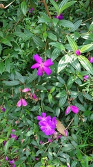 Tibouchina
