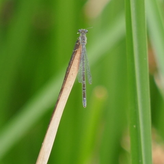 Ischnura denticollis