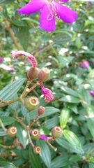 Tibouchina