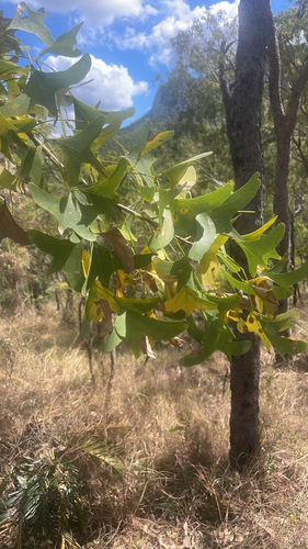 Bat's wing Coral tree