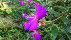 Tibouchina