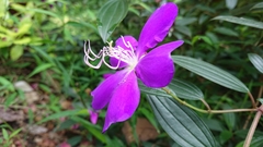 Tibouchina