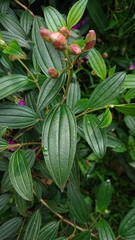 Tibouchina
