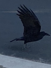 Corvus brachyrhynchos