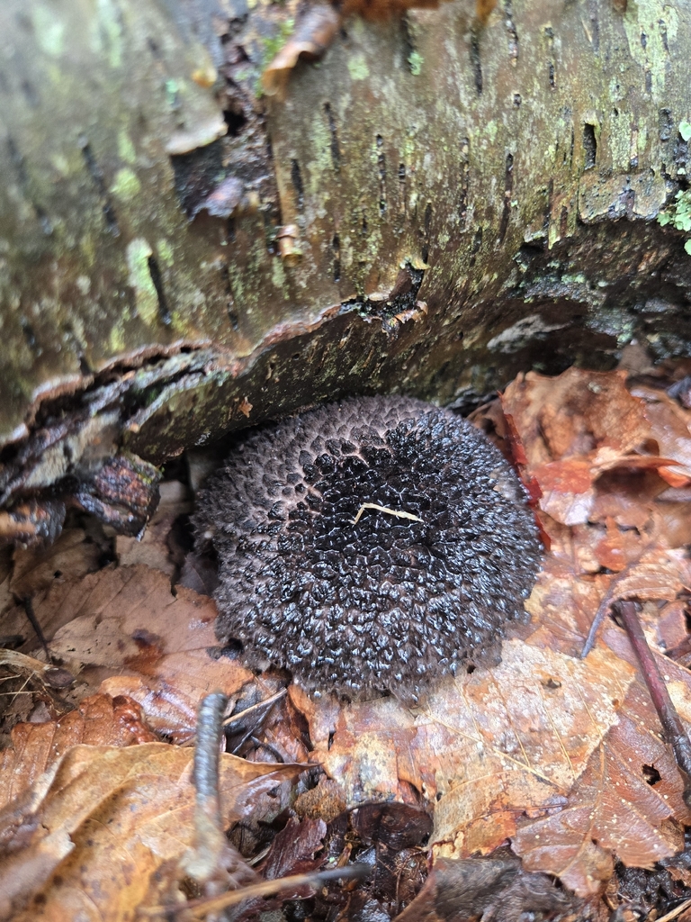 Old-man-of-the-woods · August 2026 · photo: Photo: (c) Alexander Diaz, some rights reserved (CC BY) · iNaturalist