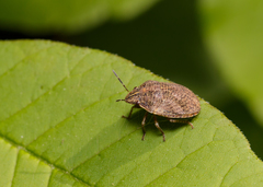 Pachycorinae