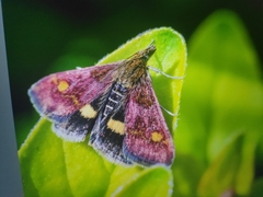 Pyrausta aurata
