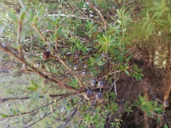 Leptospermum scoparium