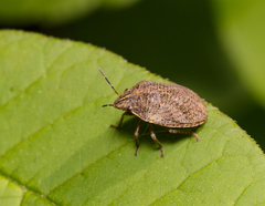Pachycorinae
