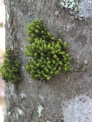 Ulota crispa