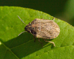 Pachycorinae
