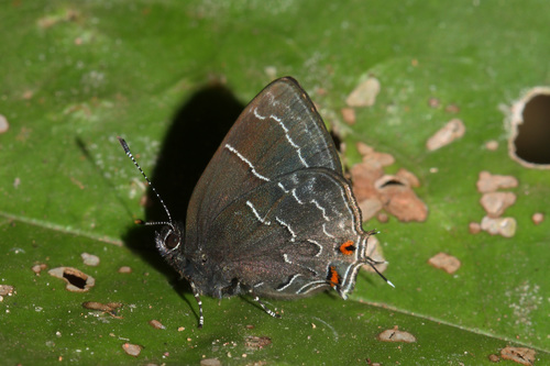 Temecla