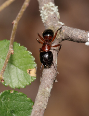 Camponotus texanus