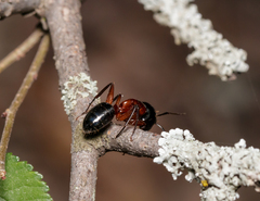 Camponotus texanus