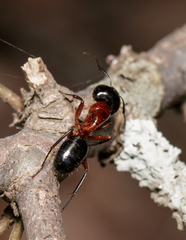 Camponotus texanus