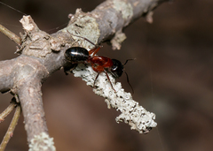 Camponotus texanus