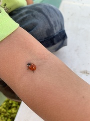 Coccinella septempunctata