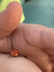 Coccinella septempunctata