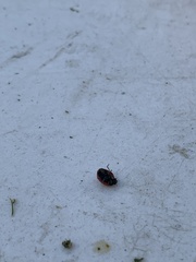 Coccinella septempunctata