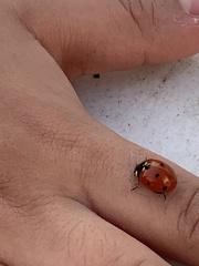 Coccinella septempunctata