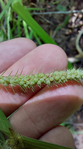 Carex crinita