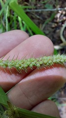 Carex crinita