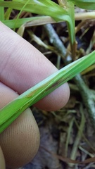 Carex crinita, photograph author not stated, no rights reserved