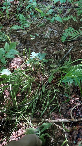 Carex crinita, photograph 3